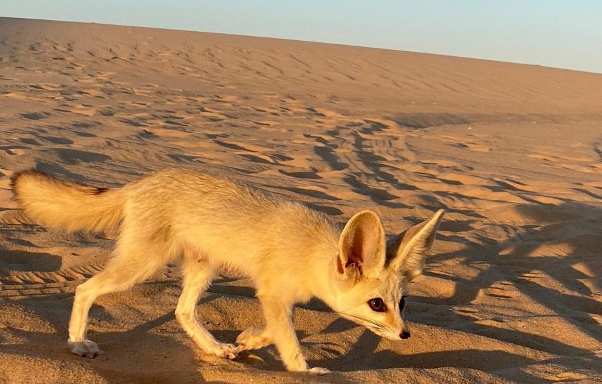 Siwa Oasis Tour All inclusive 3 Days Experience from Cairo&Giza